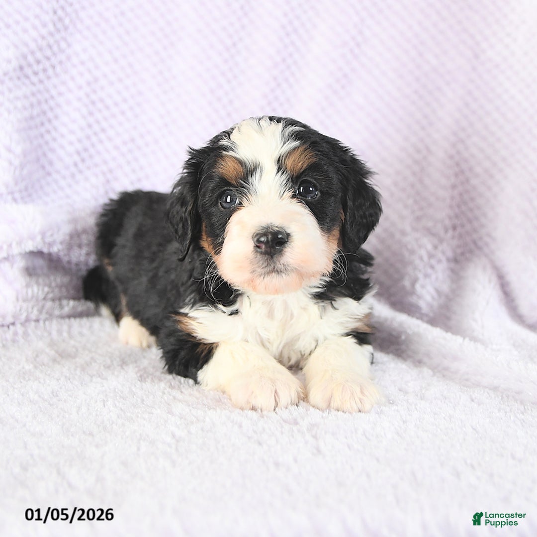 Mini Bernedoodle dogs for sale: Victoria - Ad 1