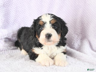 Mini Bernedoodle dogs Victoria - Ad 36
