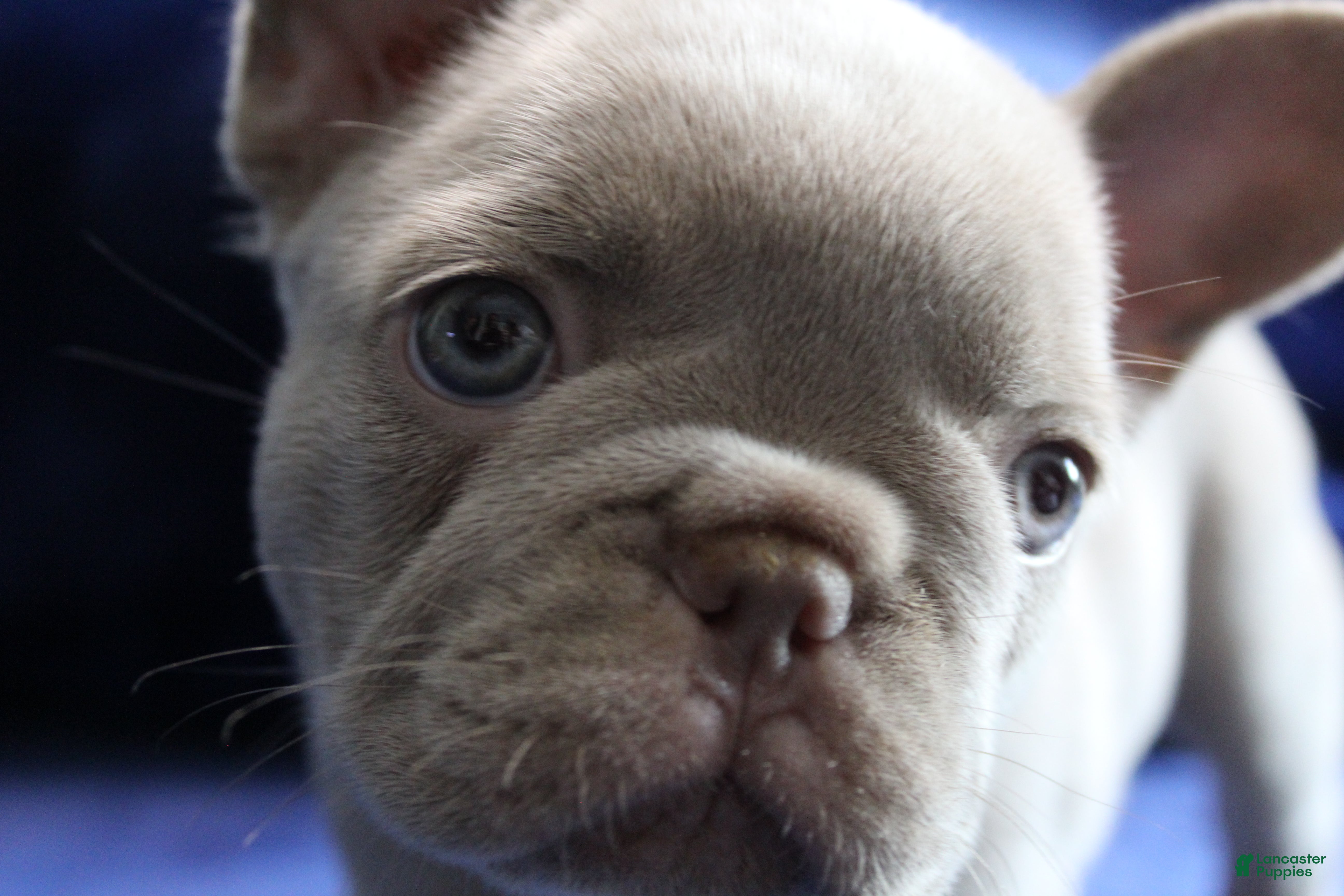 French Bulldog dogs Pink_M_2026 - Ad 2