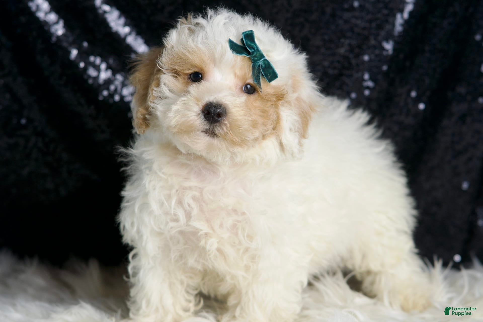 Toy Poodle dogs Frizzy - Ad 1