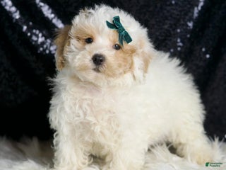 Toy Poodle dogs - Ad 19