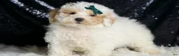 Toy Poodle dogs for sale: Frizzy - Ad 1