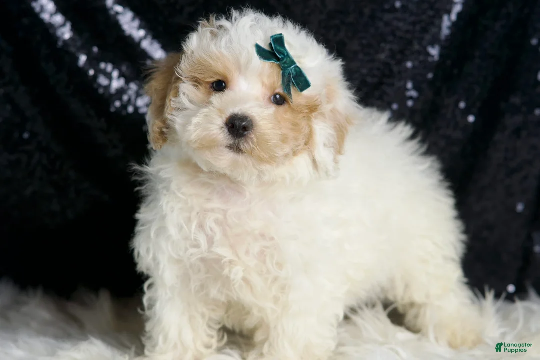 Toy Poodle dogs for sale: Frizzy - Ad 1