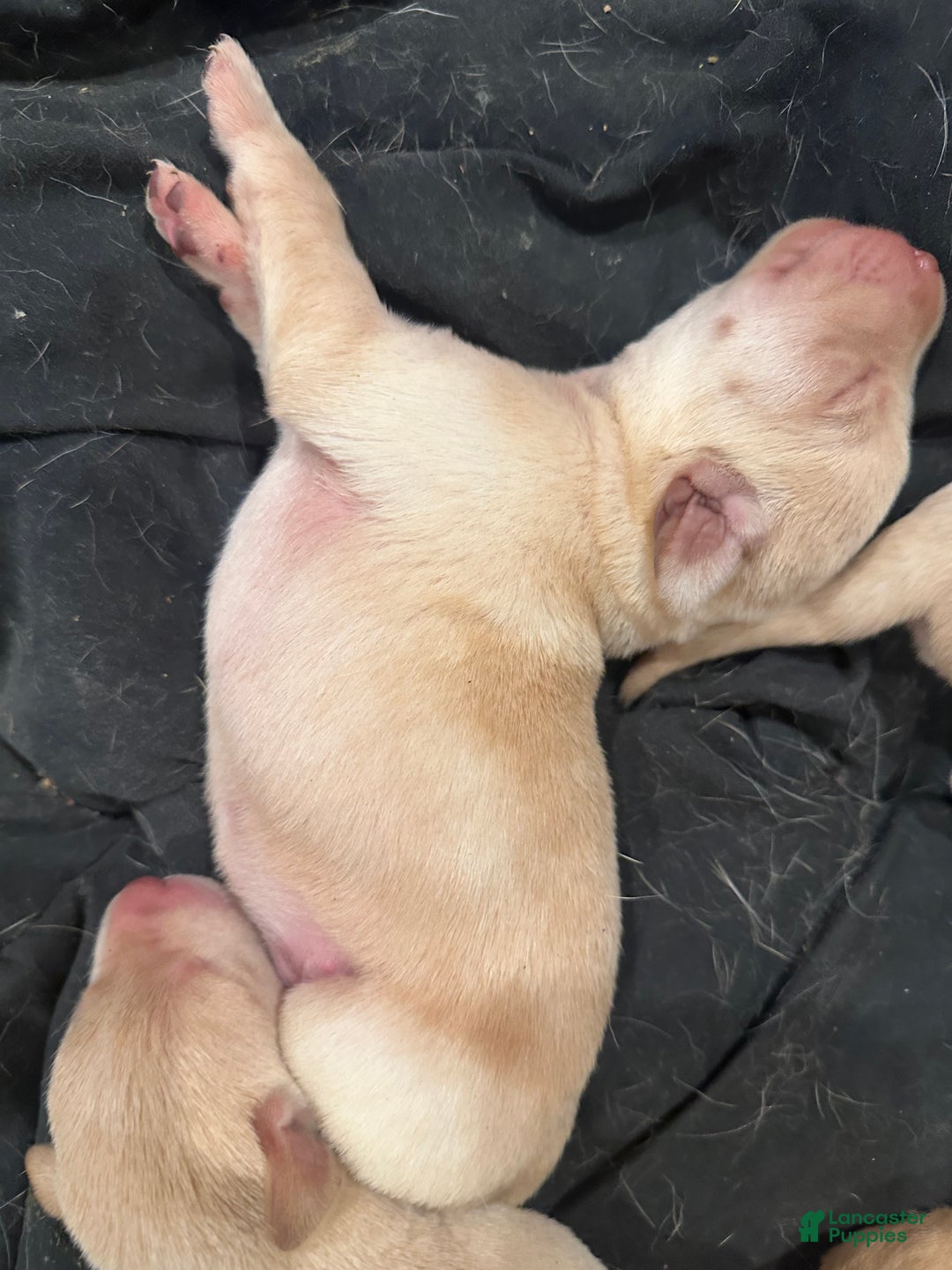 Labrador Retriever dogs for sale: Labrador Retriever Puppy 2 - Ad 12