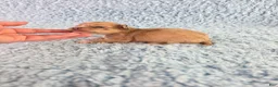 Chihuahua dogs for sale: AKC Nemo - Ad 11