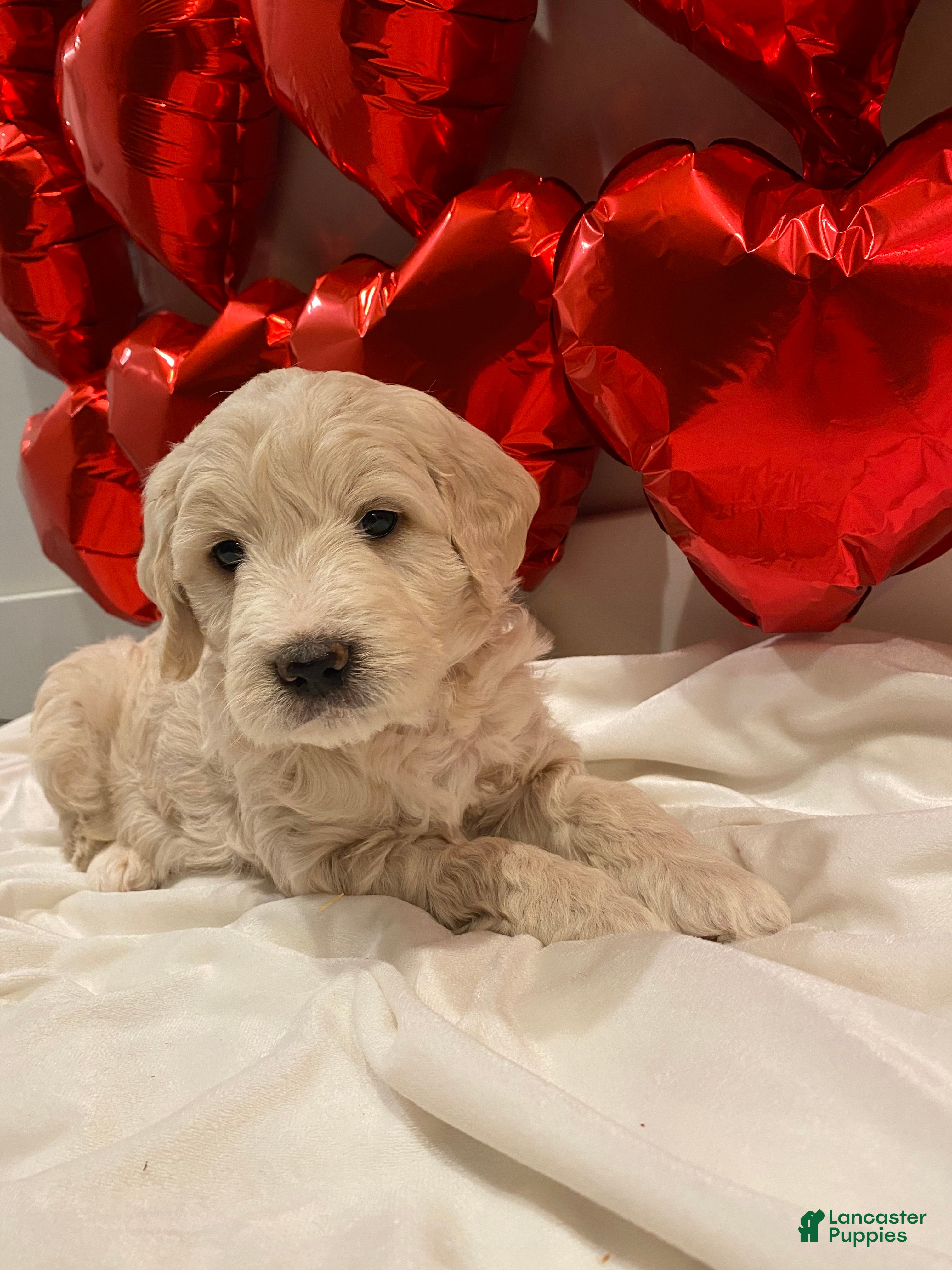 Mini Goldendoodle dogs Navy  - Ad 1
