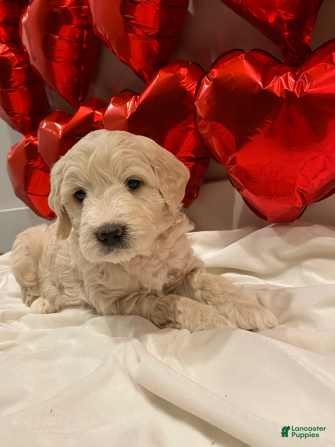 Mini Goldendoodle dogs for sale: Navy  - Ad 1
