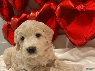 Mini Goldendoodle dogs for sale: Navy - Ad 2