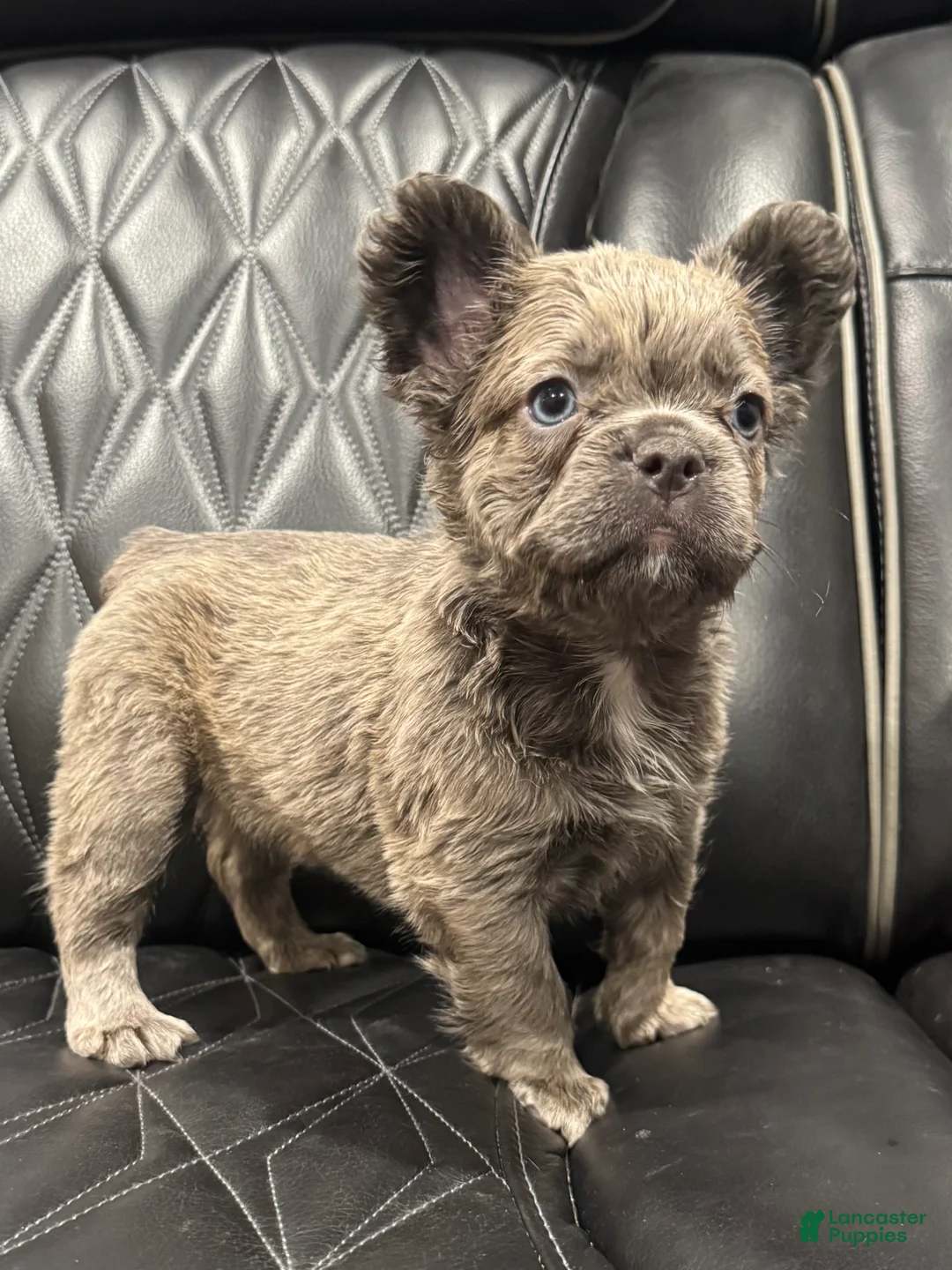 French Bulldog dogs for sale: FLUFFY ROXY - Ad 2