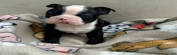 Boston Terrier dogs for sale: Boston Terrier Puppy 2 - Ad 2