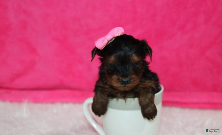 Yorkiepoo dogs Ella  - Ad 1