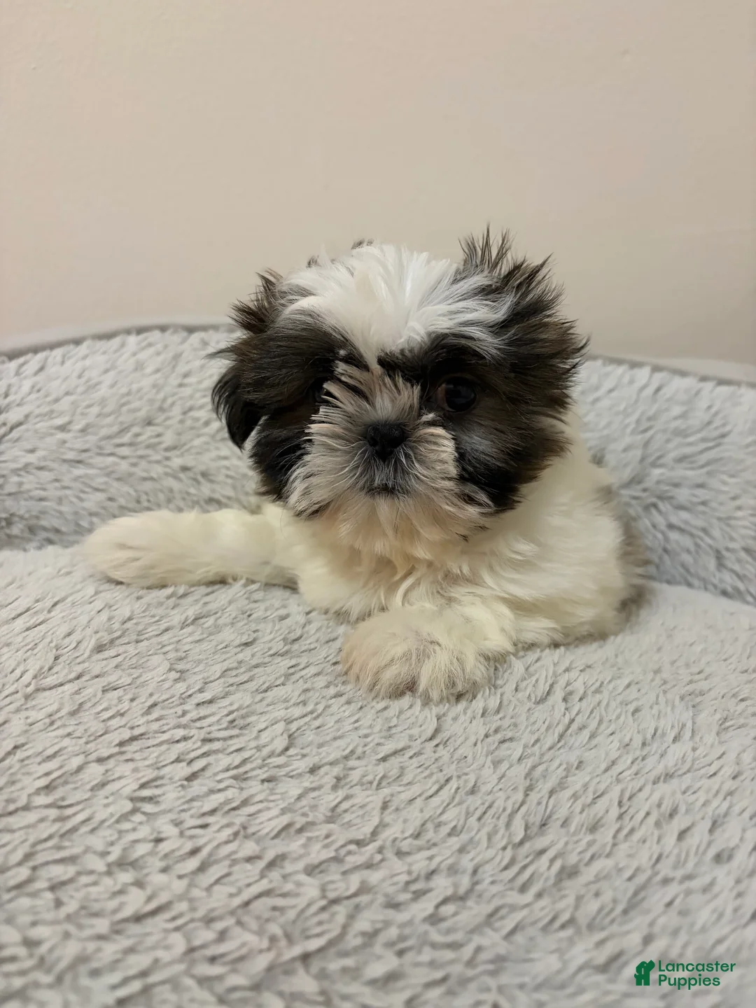 Shih Tzu dogs for sale: Dill - Ad 2