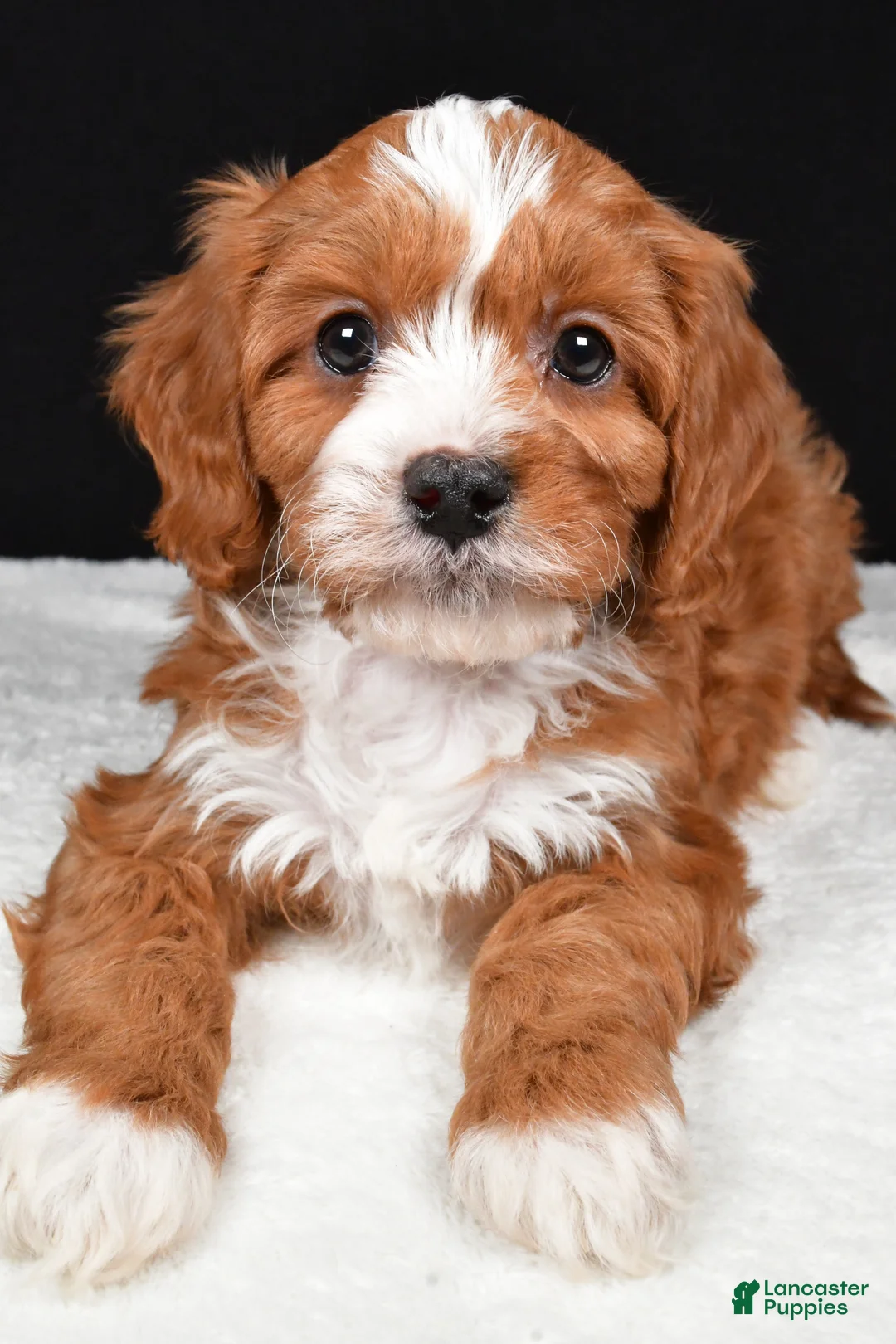 Cavapoo dogs for sale: Kevin - Ad 6
