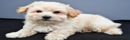 Maltipoo dogs for sale: Biscuit  - Ad 5