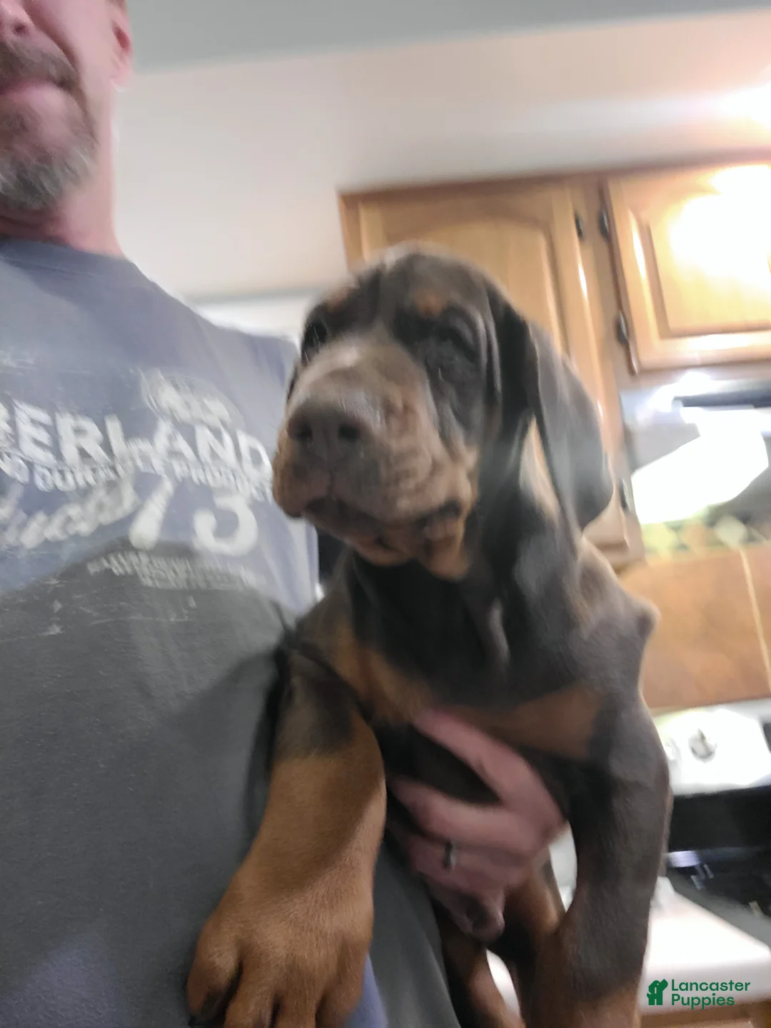 Doberman Pinscher dogs for sale: Gustav  - Ad 7