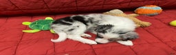 Border Collie dogs for sale: Ampo - Ad 3