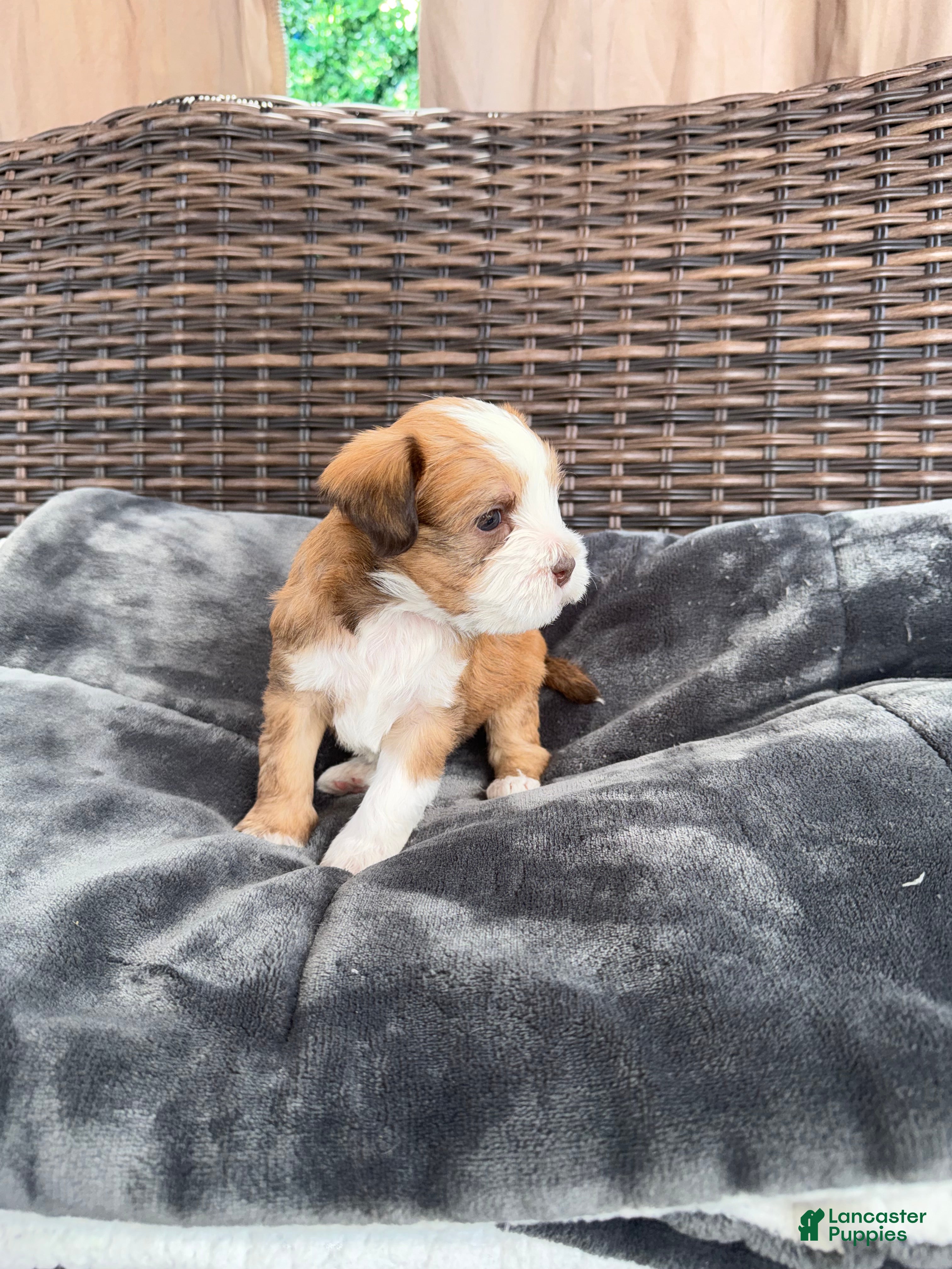 Mixed Breed dogs for sale: Bella - Ad 6