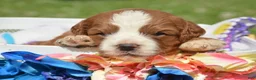 Cavapoo dogs for sale: Cain Cavapoo 2 - Ad 2