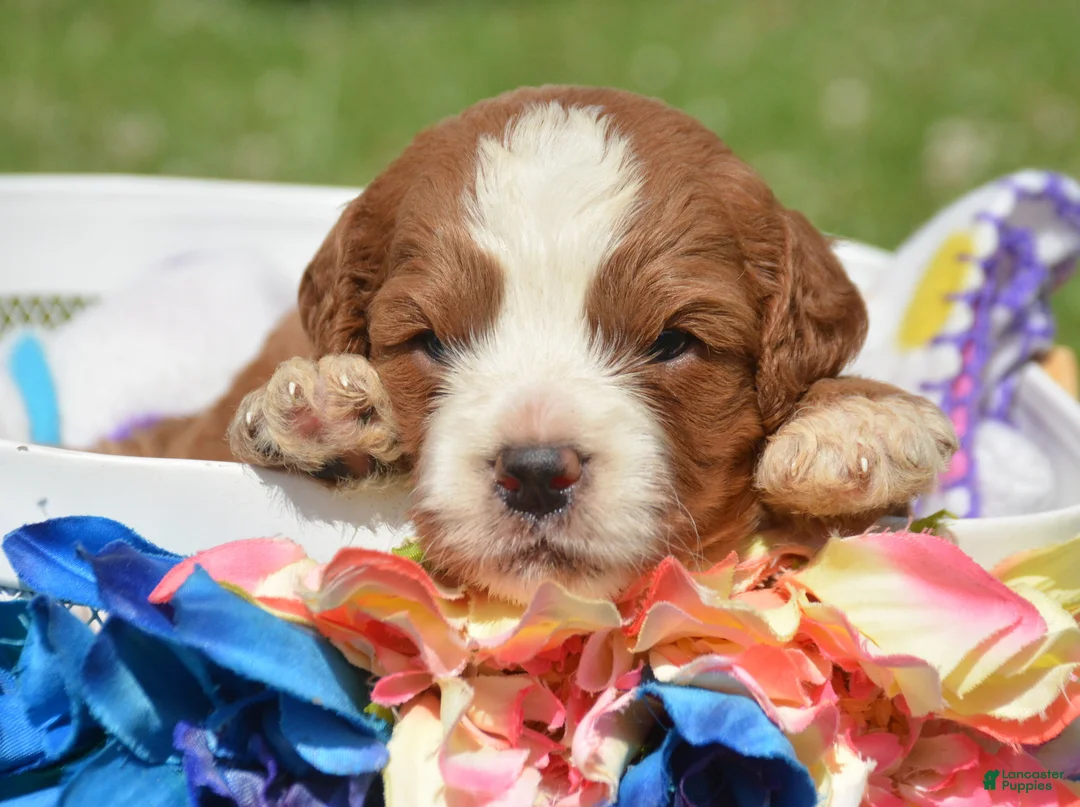 Cavapoo dogs for sale: Cain Cavapoo 2 - Ad 2