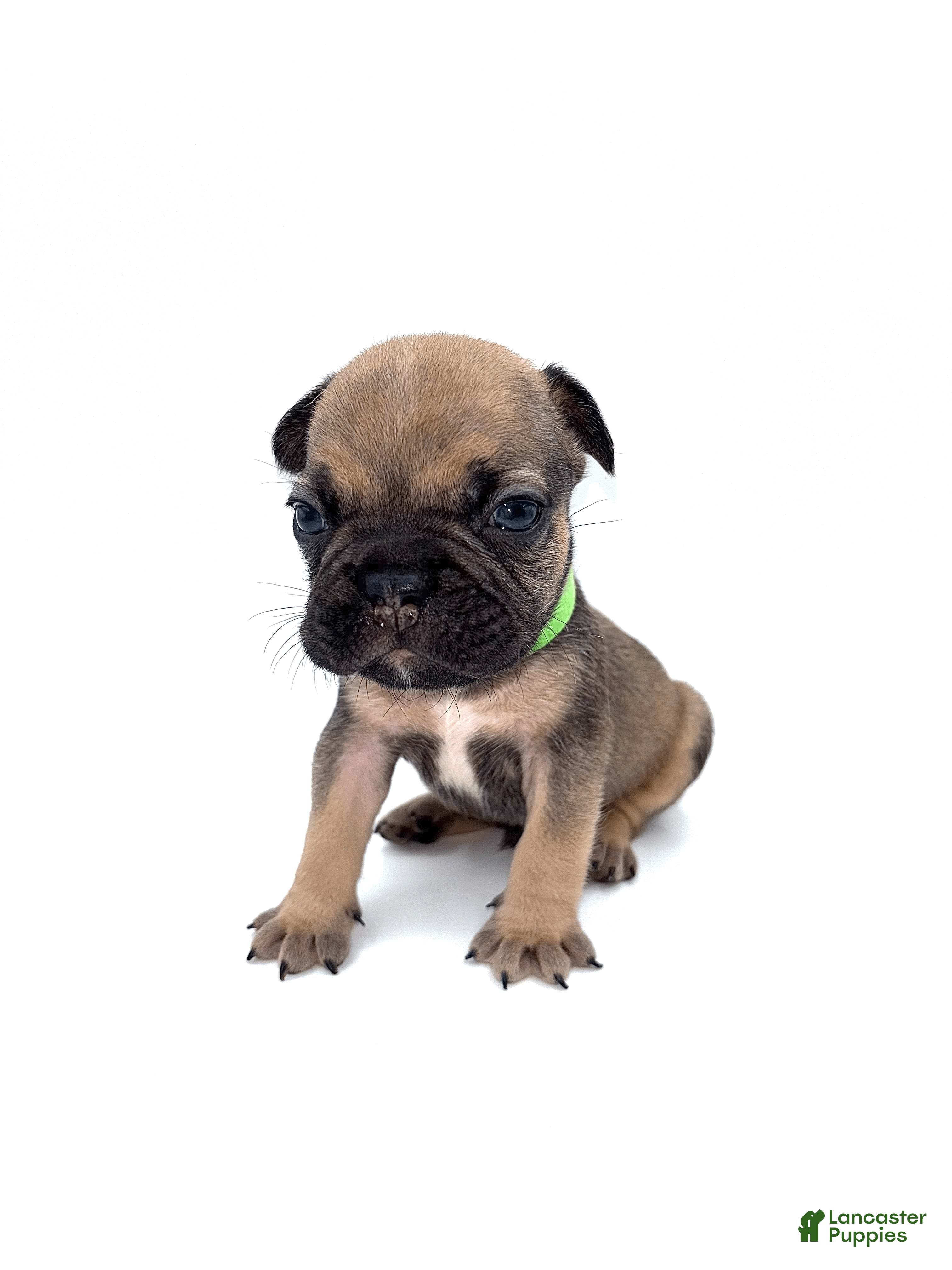 French Bulldog dogs French Bulldog Puppy 4 - Ad 17