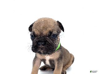 French Bulldog dogs French Bulldog Puppy 4 - Ad 31