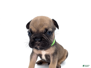 French Bulldog dogs French Bulldog Puppy 4 - Ad 29