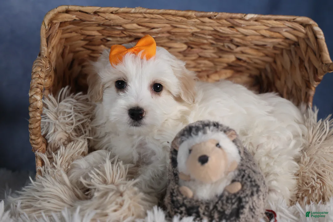 Havapoo dogs for sale: FROSTY - Ad 12