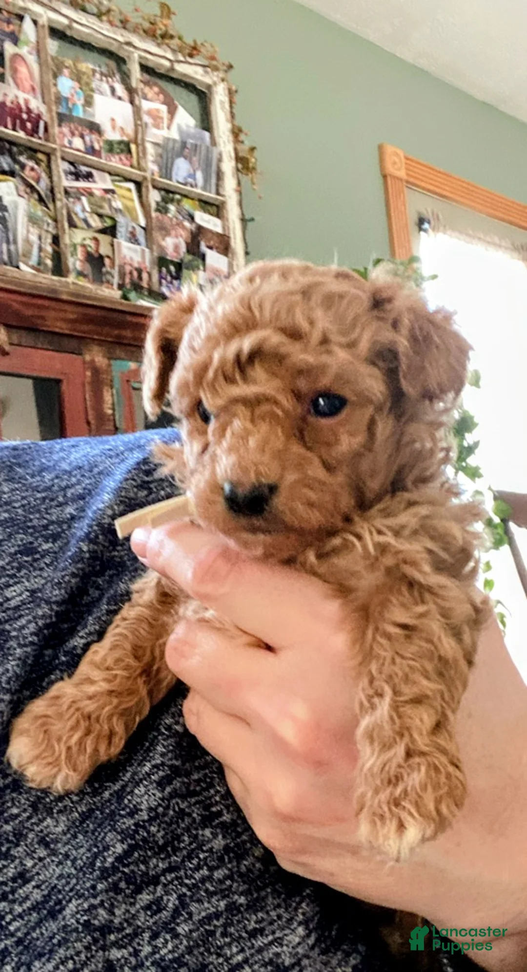 Toy Poodle dogs for sale: LITTLE ARCHIE - Ad 11