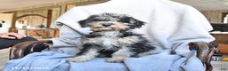 Miniature Poodle dogs for sale: Apollo - Ad 2