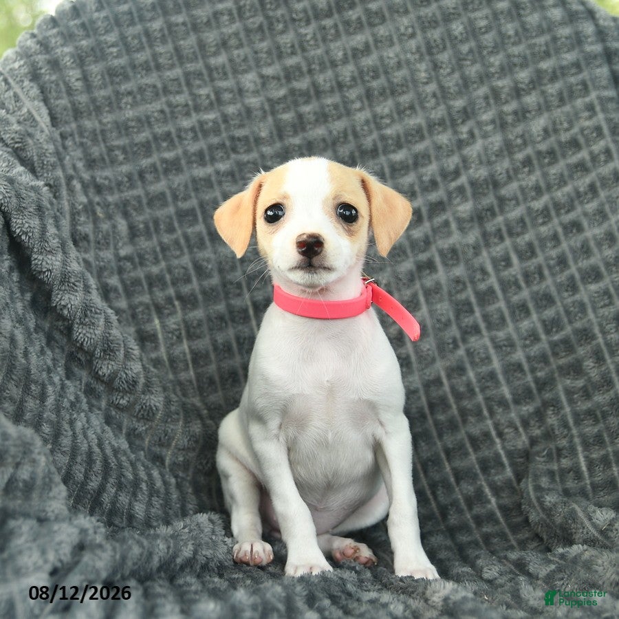Smooth Fox Terrier dogs Delilah  - Ad 2