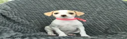 Smooth Fox Terrier dogs for sale: Delilah  - Ad 2