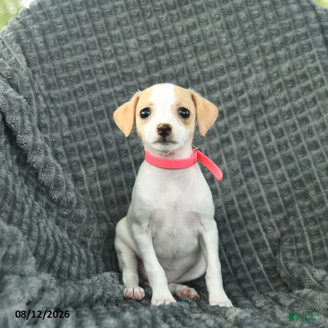 Smooth Fox Terrier dogs for sale: Delilah  - Ad 2