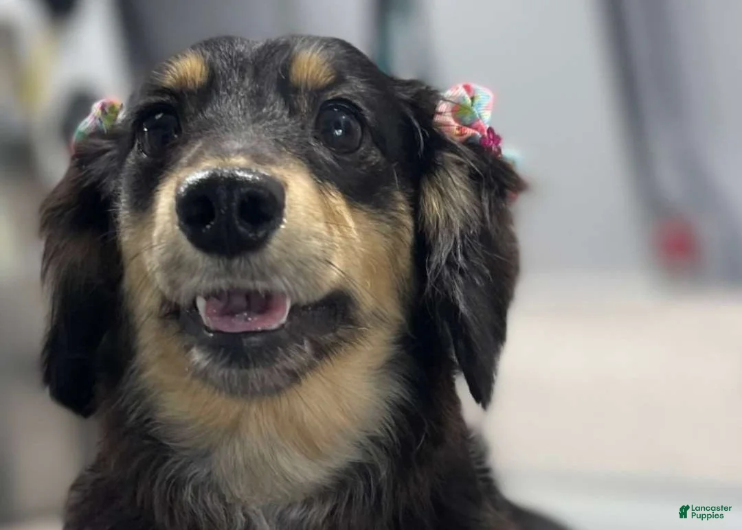 Miniature Dachshund dogs for sale: Betty - Ad 2