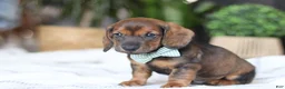 Miniature Dachshund dogs for sale: Bratwurst - Ad 6