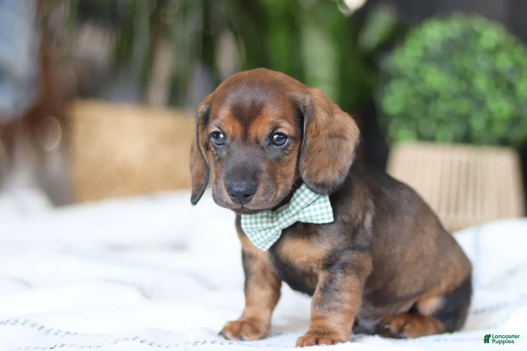 Miniature Dachshund dogs for sale: Bratwurst - Ad 6