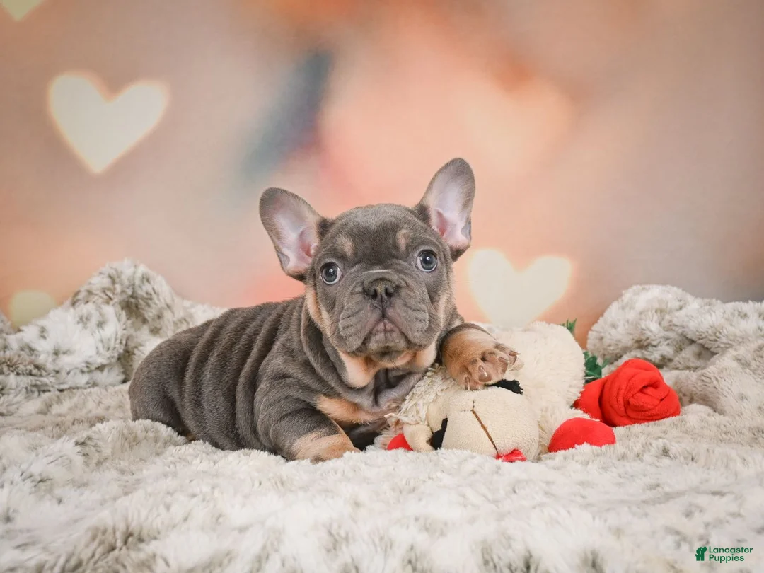 French Bulldog dogs for sale: Adam - Ad 11