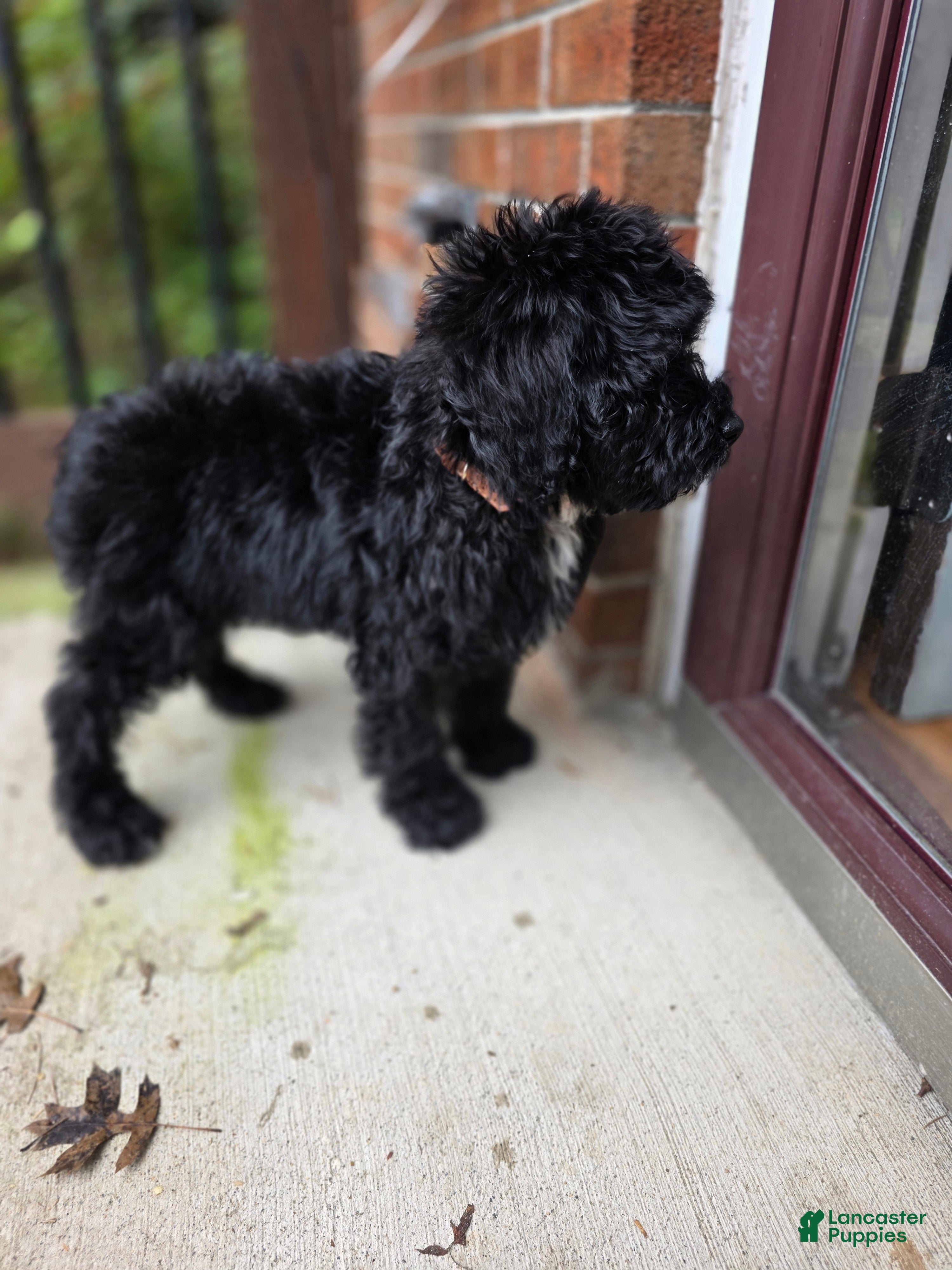 Aussiedoodle dogs Aussiedoodle Puppy 1 - Ad 2