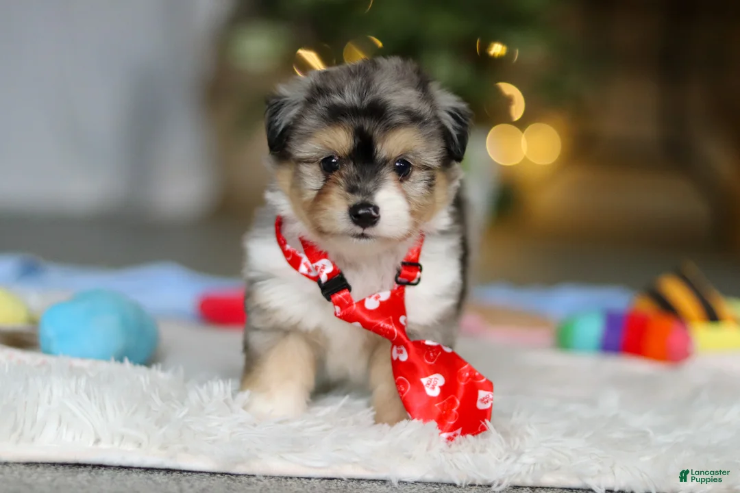 Mixed Breed dogs for sale: Buddy - Ad 5