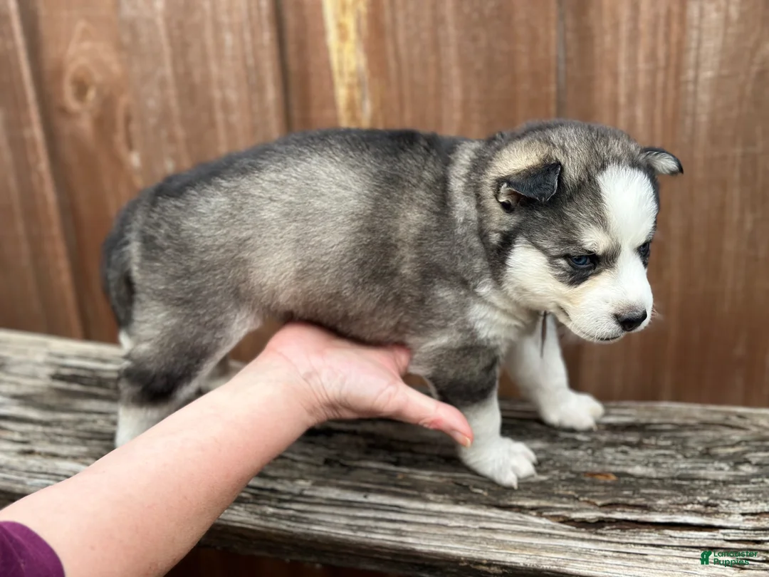 Pomsky dogs for sale: Aspen - Ad 2