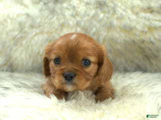 Cavalier King Charles Spaniel dogs Paul - Ad 4