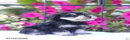 Miniature Schnauzer dogs for sale: Cameron - Ad 2