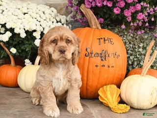 Cocker Spaniel dogs - Ad 14