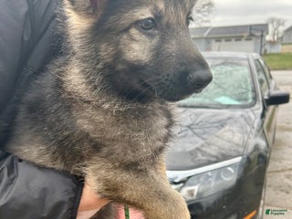 German Shepherd dogs for sale: German Shepherd Dark Green - Ad 1