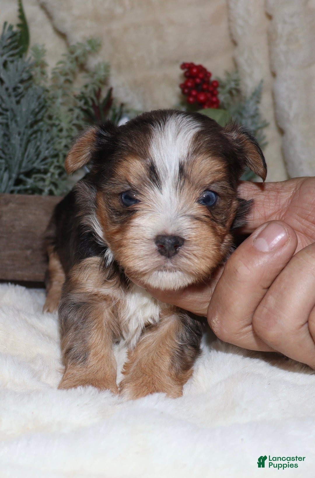 Yorkshire Terrier dogs for sale: Eli - blue merle - Ad 6