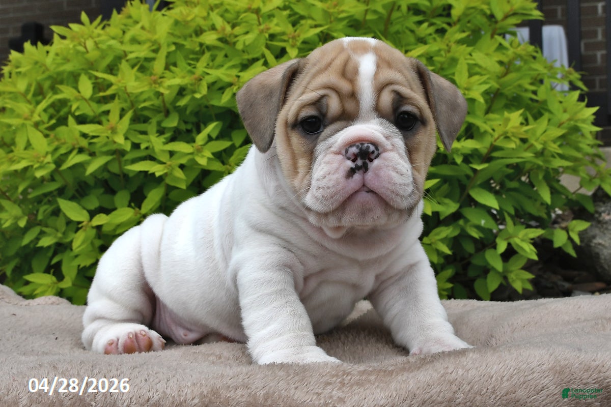 Beabull dogs Mya - Ad 2