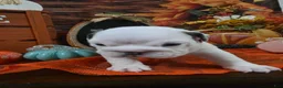 English Bulldog dogs for sale: English Bulldog 5 - Ad 3