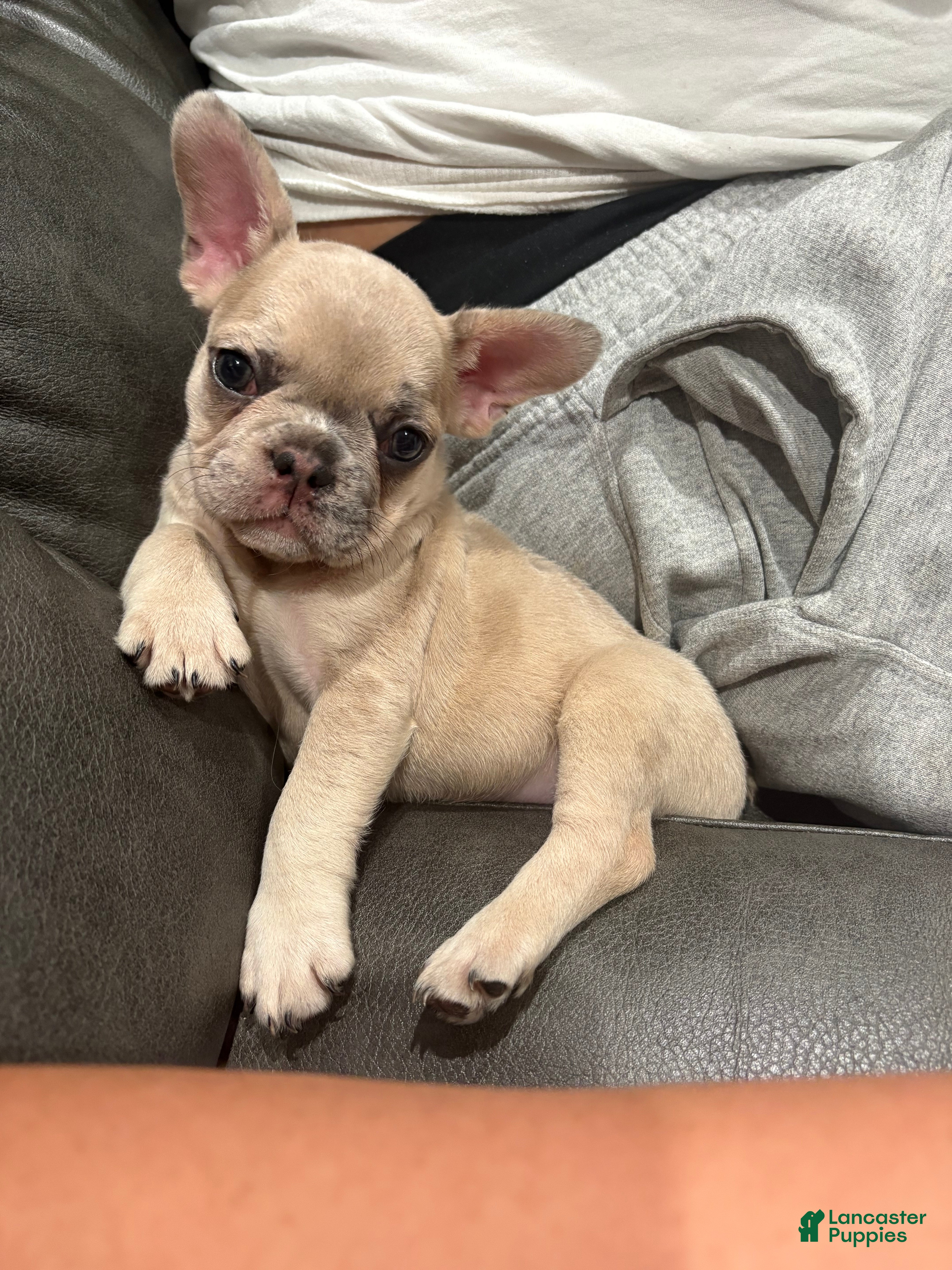 French Bulldog dogs Nyla  - Ad 2