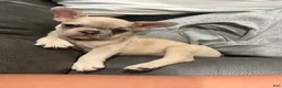 French Bulldog dogs for sale: Nyla  - Ad 2