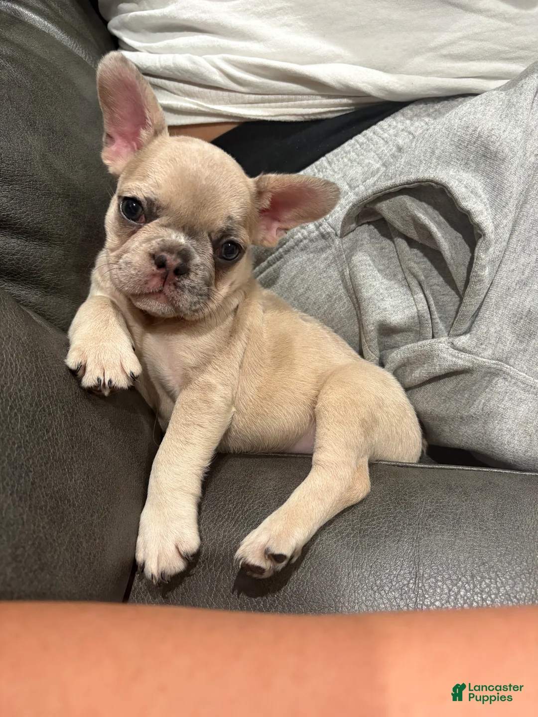 French Bulldog dogs for sale: Nyla  - Ad 2