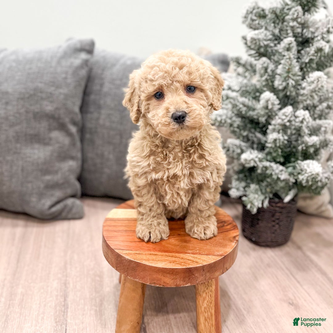 Goldendoodle dogs for sale: Snowflake  - Ad 19